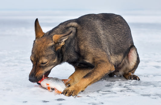 L’importanza del pesce nelle diete fresche