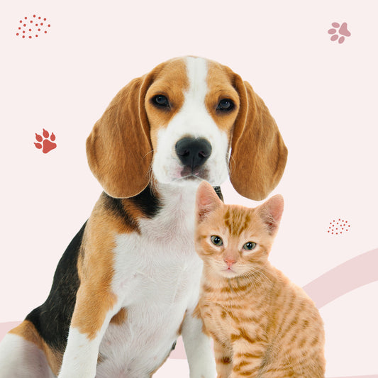 CONSULENZA NUTRIZIONALE - Cucciolo/ Gattino in Crescita