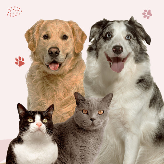 CONSULENZA NUTRIZIONALE - Doppia (2 Cani/Gatti)