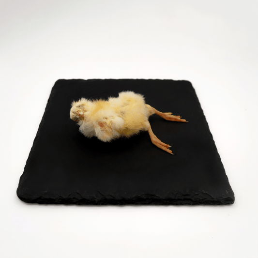 Pulcini Interi (1 kg)