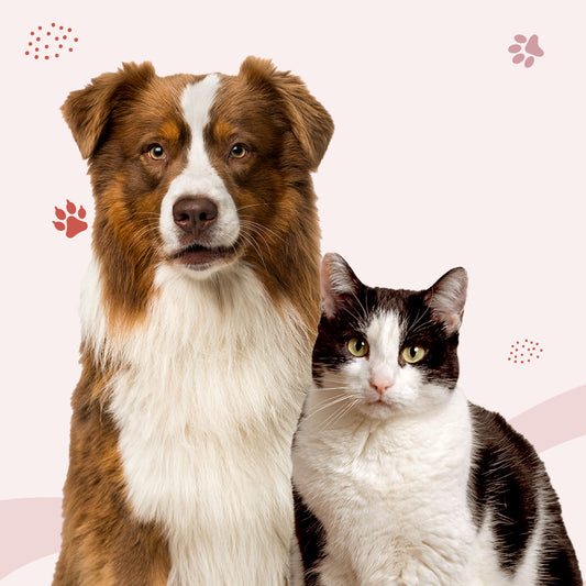 CONSULENZA NUTRIZIONALE - Singola (1 Cane/Gatto)