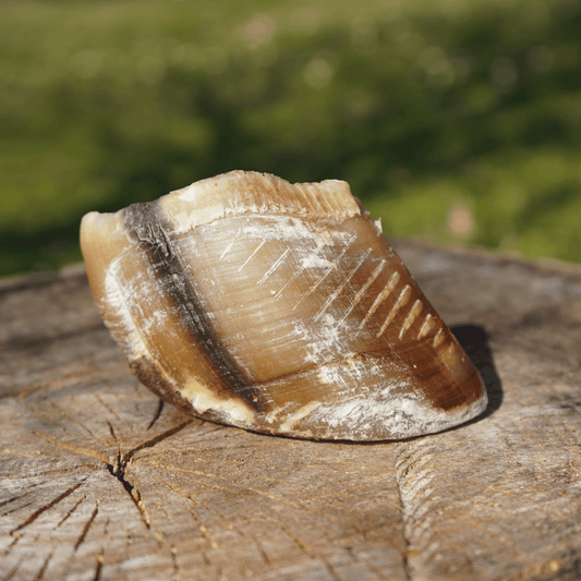 Zoccolo di Manzo Essiccato (1 pz)