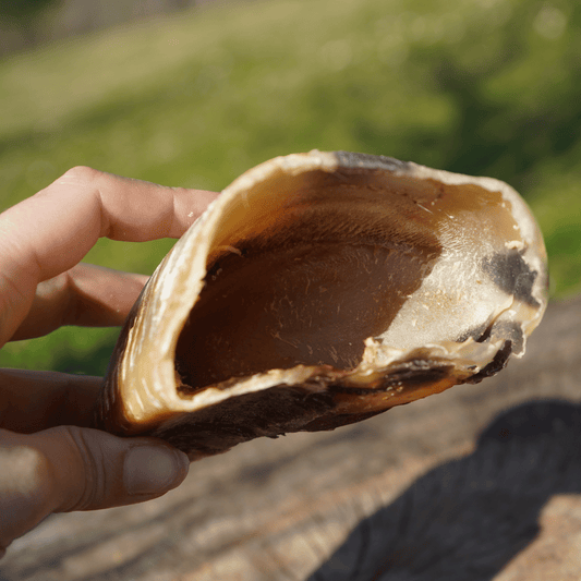 Zoccolo di Manzo Essiccato (1 pz)